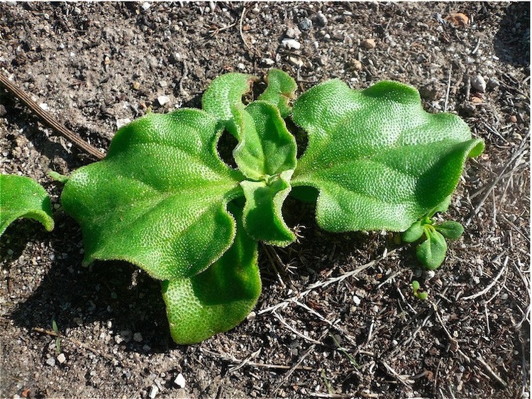 Pianta collosa - Mesembryanthemum cristallinum
